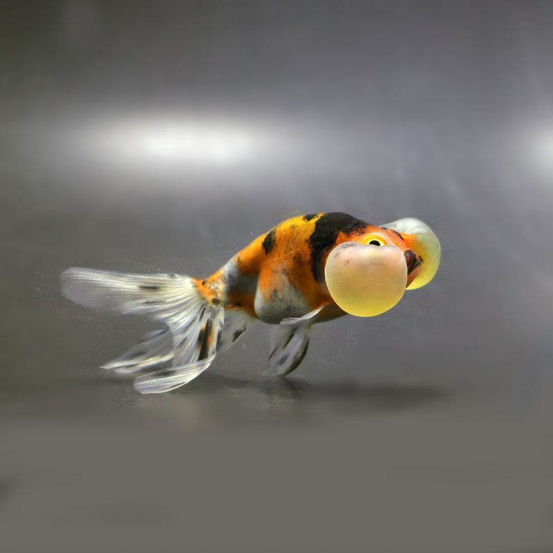 金魚王子】キャリコ水泡眼 9.5±1cm前後 (個体番号：cde671) 金魚