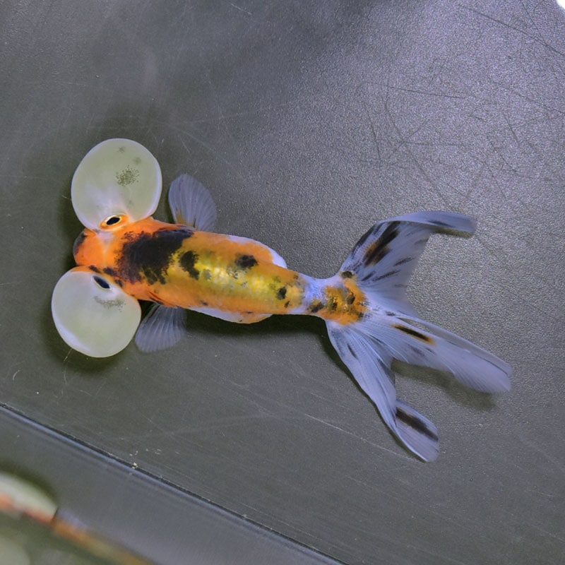 金魚王子】キャリコ水泡眼 9.5±1cm前後 (個体番号：cde671) 金魚