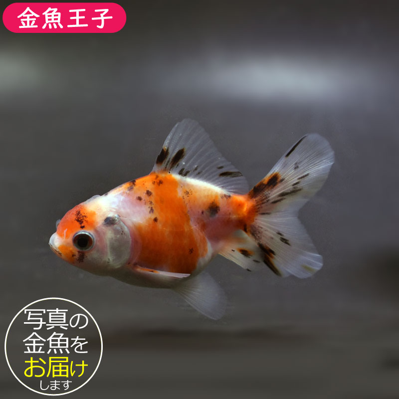 金魚王子】三色ハーフムーンオランダ 7.5±1cm前後 (個体番号：cde813