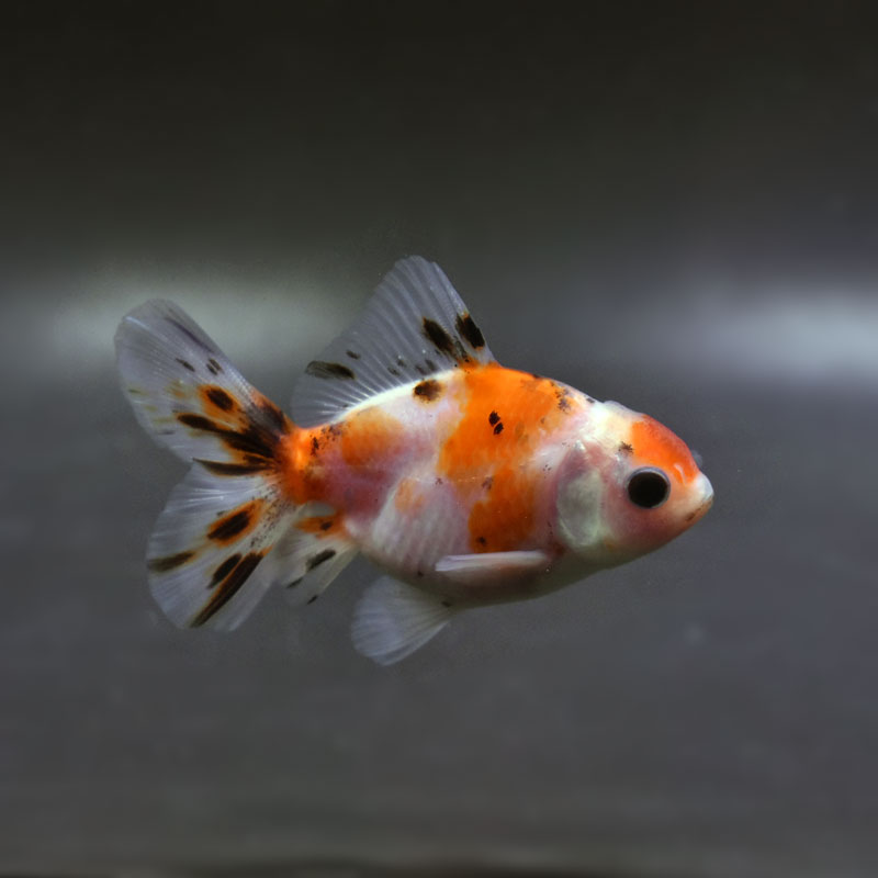 金魚王子】三色ハーフムーンオランダ 7.5±1cm前後 (個体番号：cde813