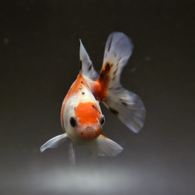 金魚王子】三色ハーフムーンオランダ 7.5±1cm前後 (個体番号：cde813