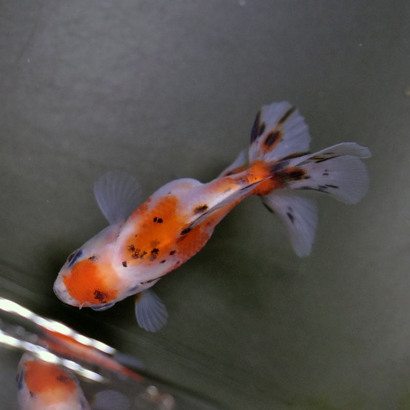 金魚王子】三色ハーフムーンオランダ 7.5±1cm前後 (個体番号：cde813