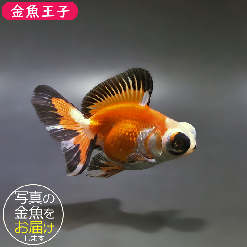 金魚王子】変わり柄蝶尾 9±1cm前後 (個体番号：xsw766) 金魚 きんぎょ