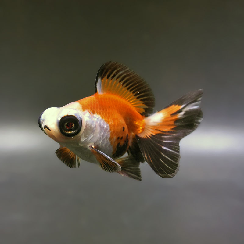 金魚王子】変わり柄蝶尾 9±1cm前後 (個体番号：xsw766) 金魚 きんぎょ