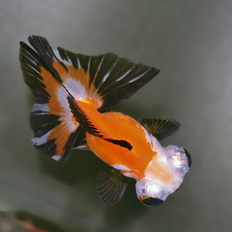 金魚　 金魚王子】変わり柄蝶尾 9±1cm前後 (個体番号：xsw766) 金魚 きんぎょ