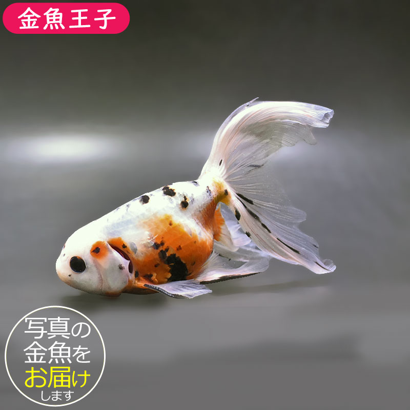 金薩玉きんさつぎょく 金魚王子】京錦 17cm前後 (個体番号：zaq195) 金魚 きんぎょ 生体 京錦