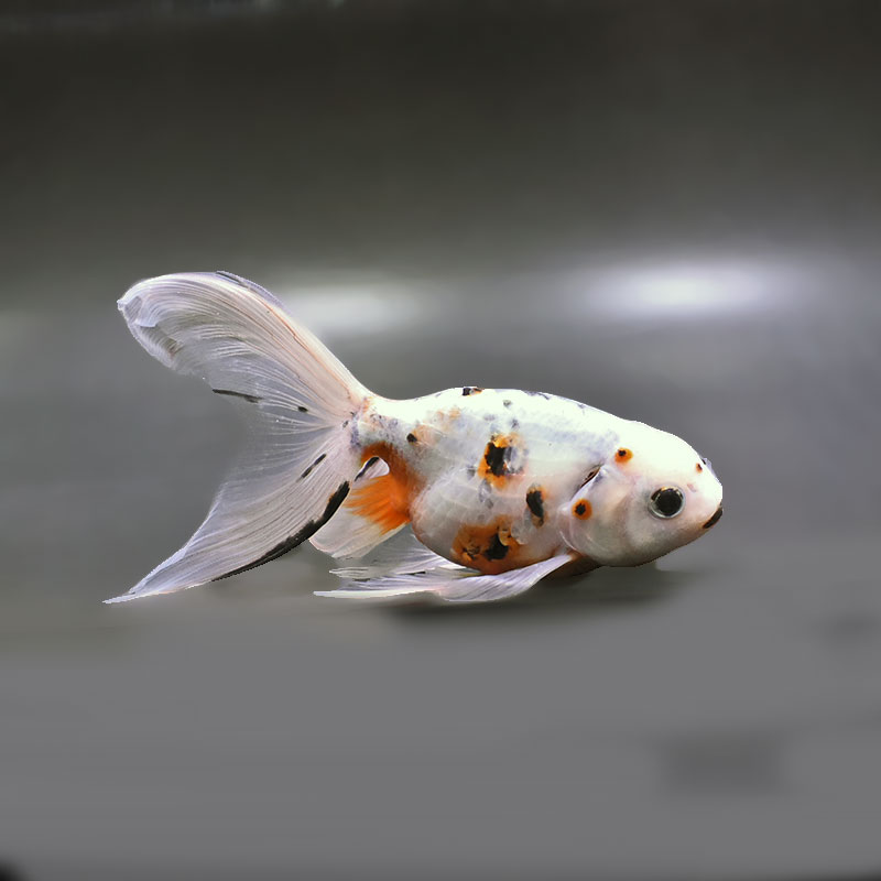 金魚王子】京錦 17cm前後 (個体番号：zaq195) 金魚 きんぎょ 生体 京錦