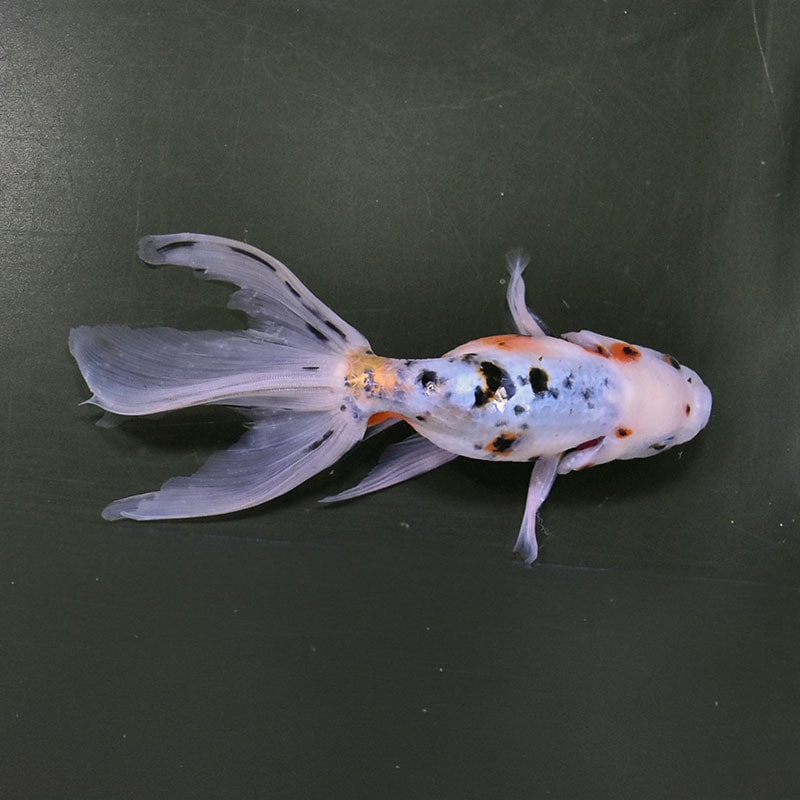 金魚王子】京錦 17cm前後 (個体番号：zaq195) 金魚 きんぎょ 生体 京錦