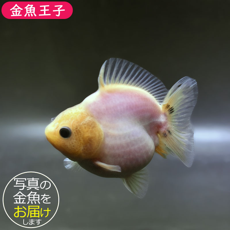 金魚王子】シルクオランダ 9±1cm前後 (個体番号：zaq375) 金魚