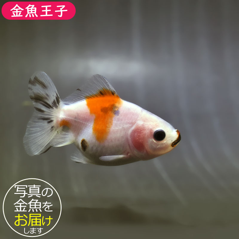 金魚王子】バルーンオランダ 6.5±1cm前後 (個体番号：zaq561) 金魚