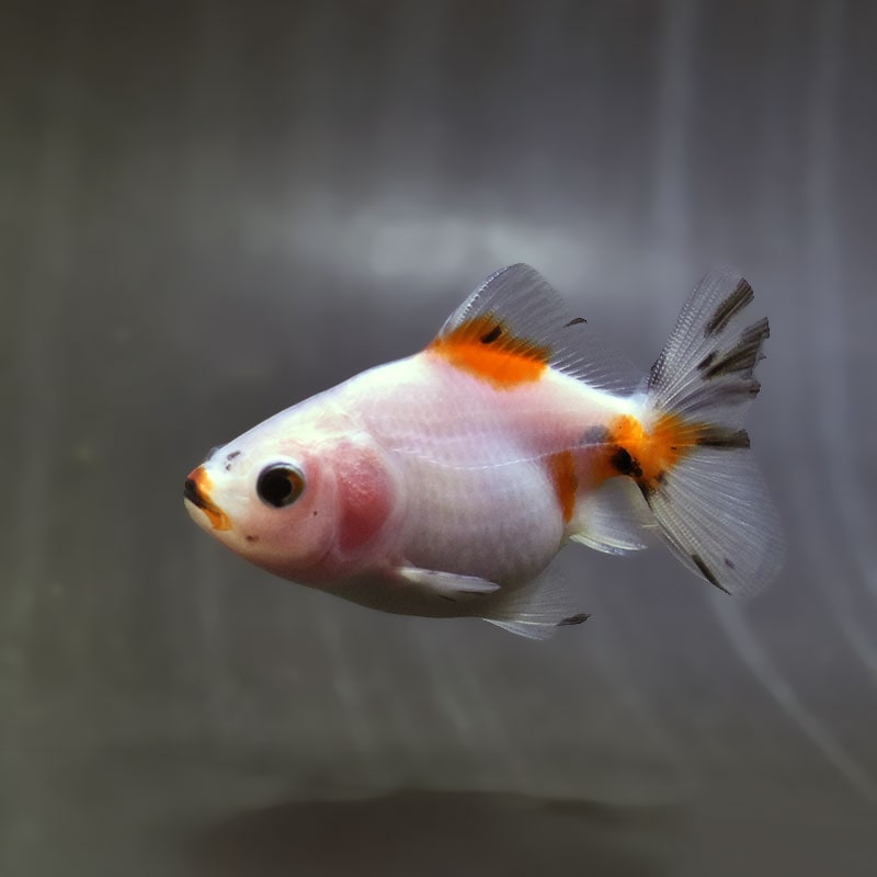 金魚王子】バルーンオランダ 6.5±1cm前後 (個体番号：zaq561) 金魚