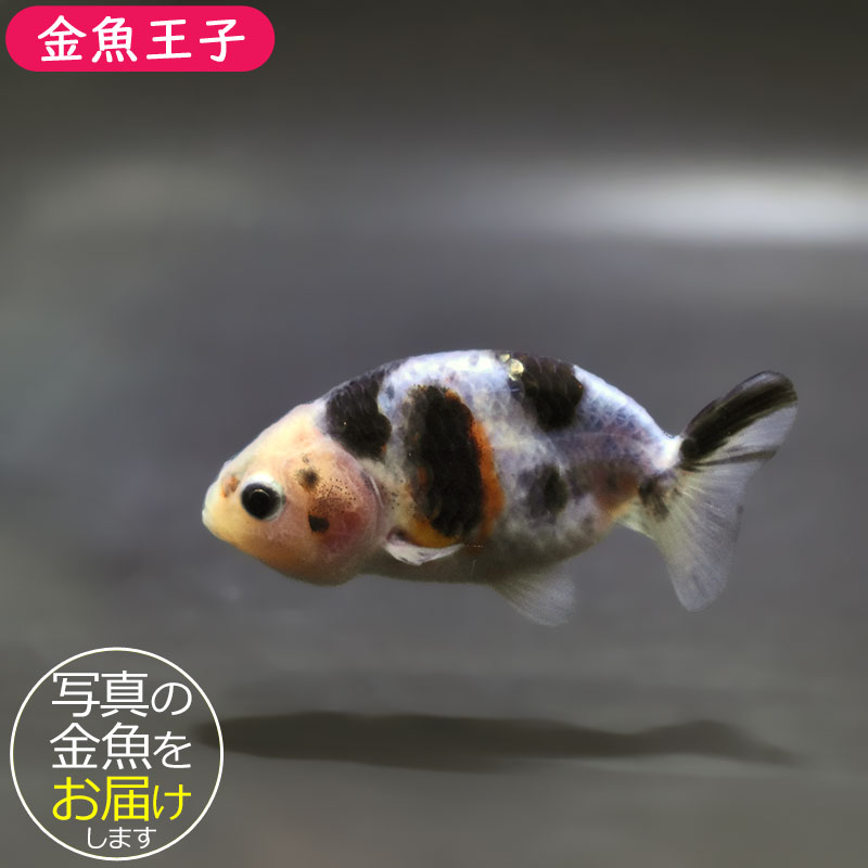 金魚王子】絣り柄江戸錦 7±1cm前後 (個体番号：zaq722) 金魚 きんぎょ