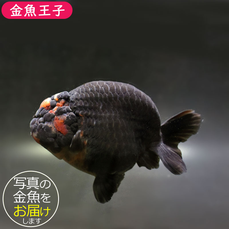 金魚らんちゅう15センチ２匹 金魚王子】変わり柄らんちゅう 15cm前後 (個体番号：cde491) 金魚