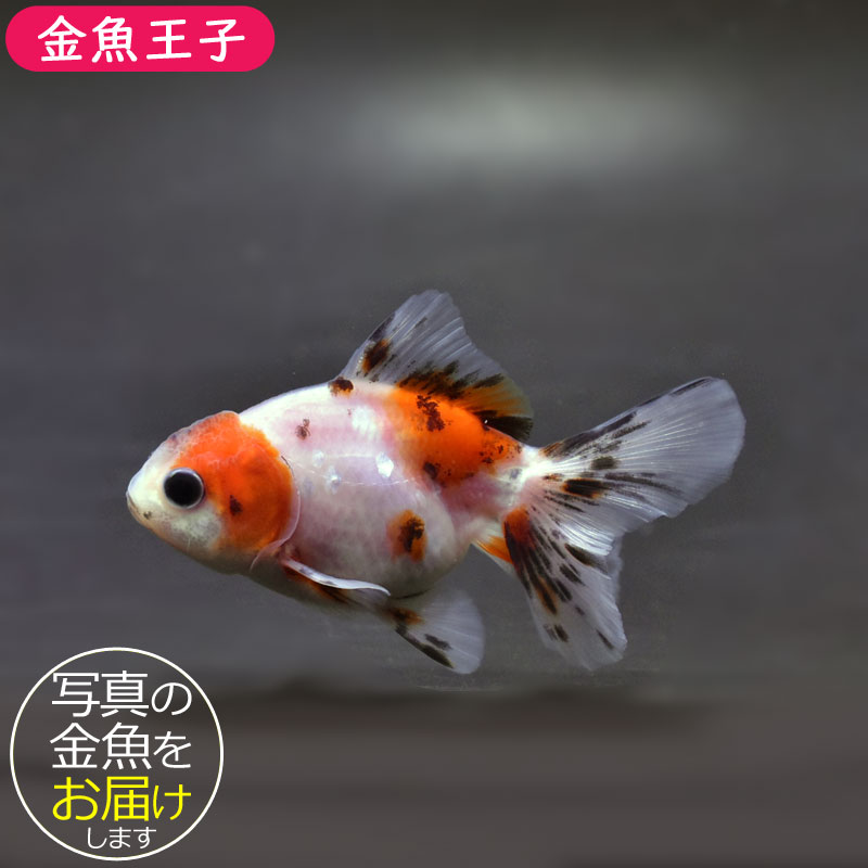 金魚王子】三色ハーフムーンオランダ 7.5±1cm前後 (個体番号：cde814 
