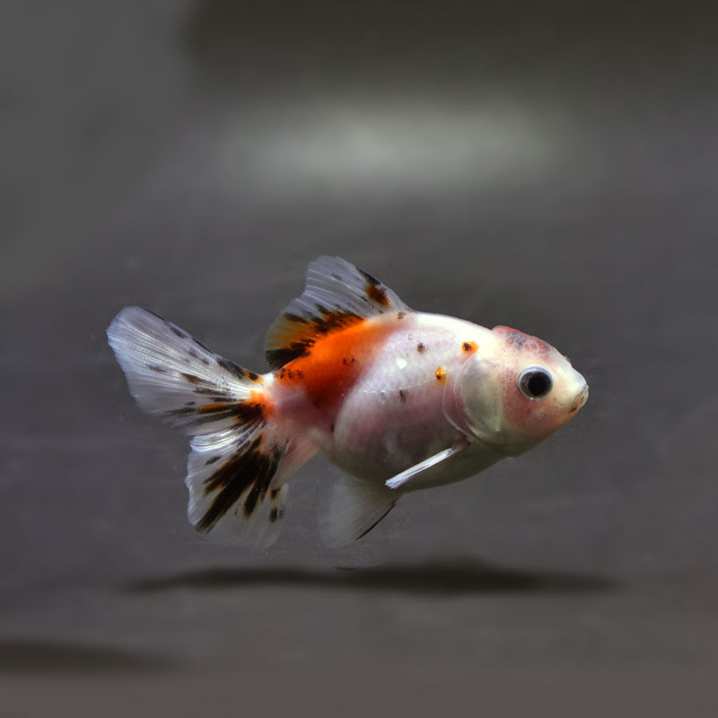 金魚王子】三色ハーフムーンオランダ 7.5±1cm前後 (個体番号：cde814