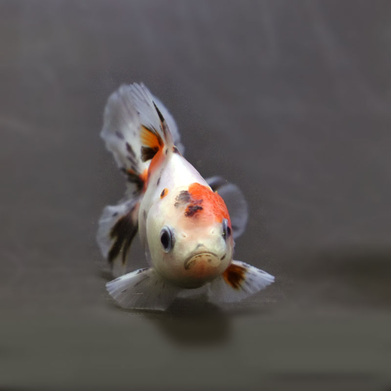 金魚王子】三色ハーフムーンオランダ 7.5±1cm前後 (個体番号：cde814