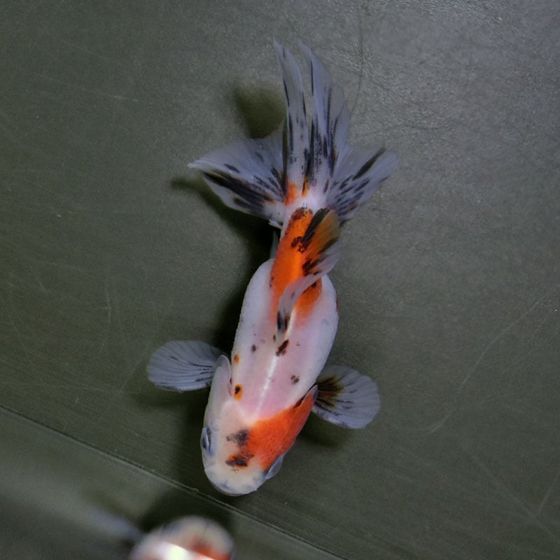 ハーフムーンオランダ　中国産　金魚　オランダ　獅子頭 金魚王子】ハーフムーンオランダ 6.5±1cm前後 (個体番号：cde529) 金魚