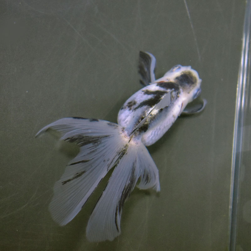 金魚　オランダ　約10センチ 金魚王子】三色オランダ 10cm前後 (個体番号：cde883) 金魚 きんぎょ
