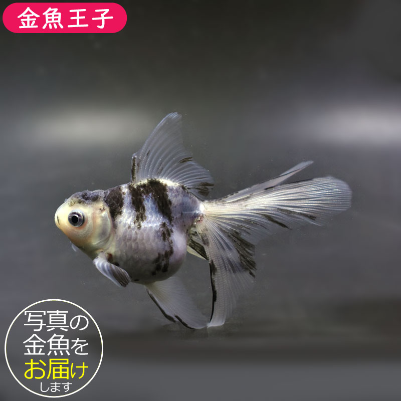 金魚王子】ベールテールオランダ 10cm前後 (個体番号：cde982) 金魚
