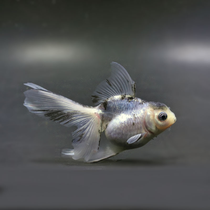金魚　オランダ　約10センチ 金魚王子】三色オランダ 10cm前後 (個体番号：cde883) 金魚 きんぎょ