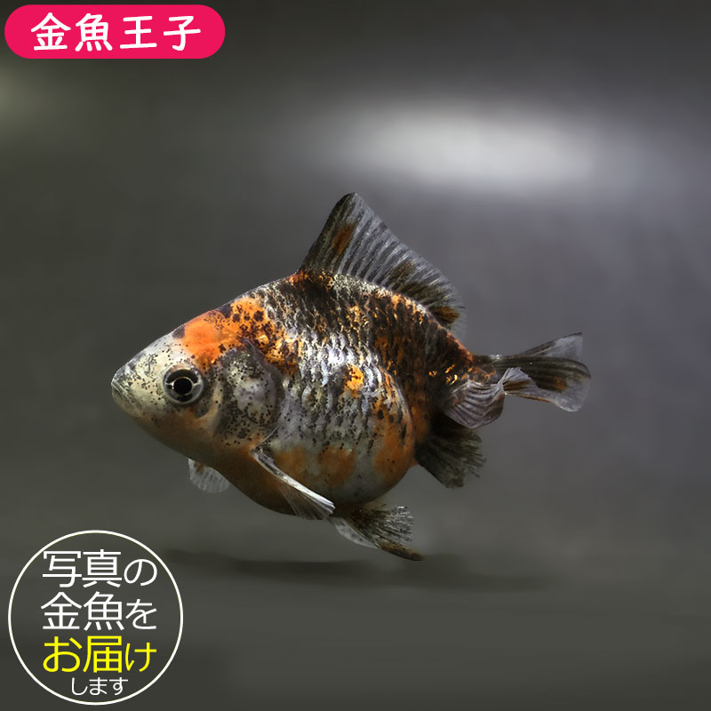 【金魚王子】琉金 (キャリコ／ショートテールタイプ) 8±1cm前後 (個体番号：xsw238) 金魚 きんぎょ 生体 琉金 厳選個体