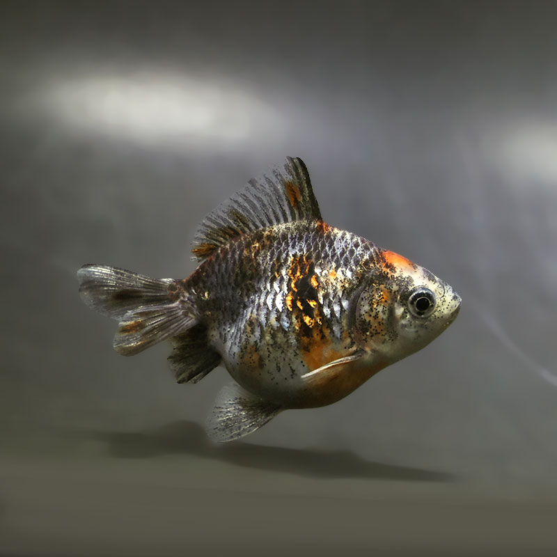 【金魚王子】琉金 (キャリコ／ショートテールタイプ) 8±1cm前後 (個体番号：xsw238) 金魚 きんぎょ 生体 琉金 厳選個体