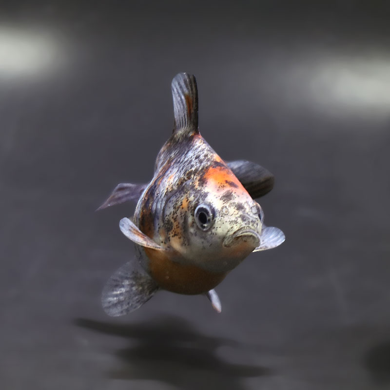【金魚王子】琉金 (キャリコ／ショートテールタイプ) 8±1cm前後 (個体番号：xsw238) 金魚 きんぎょ 生体 琉金 厳選個体
