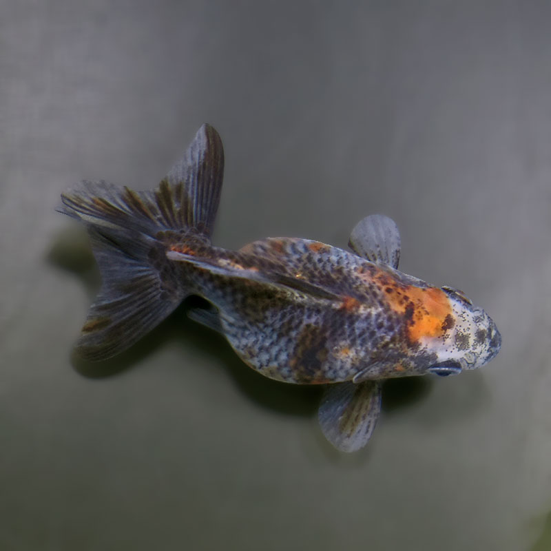 【金魚王子】琉金 (キャリコ／ショートテールタイプ) 8±1cm前後 (個体番号：xsw238) 金魚 きんぎょ 生体 琉金 厳選個体