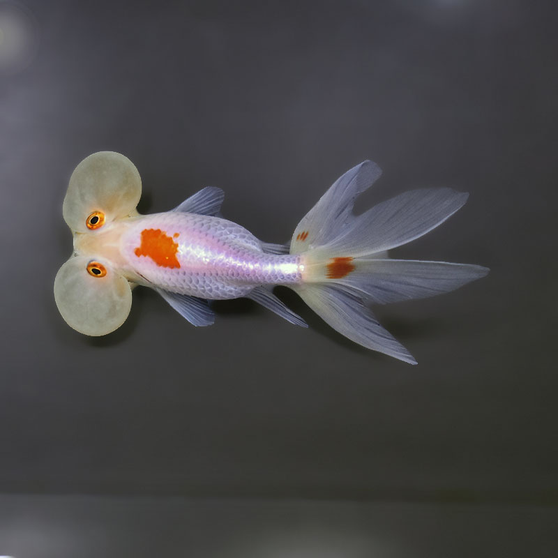 金魚王子】更紗水泡眼 12.5cm前後 (個体番号：xsw591) 金魚 きんぎょ