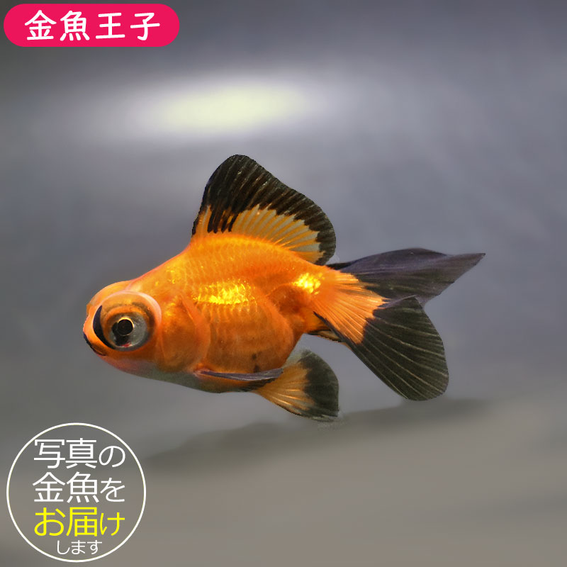 金魚王子】変わり柄蝶尾 9±1cm前後 (個体番号：xsw767) 金魚 きんぎょ