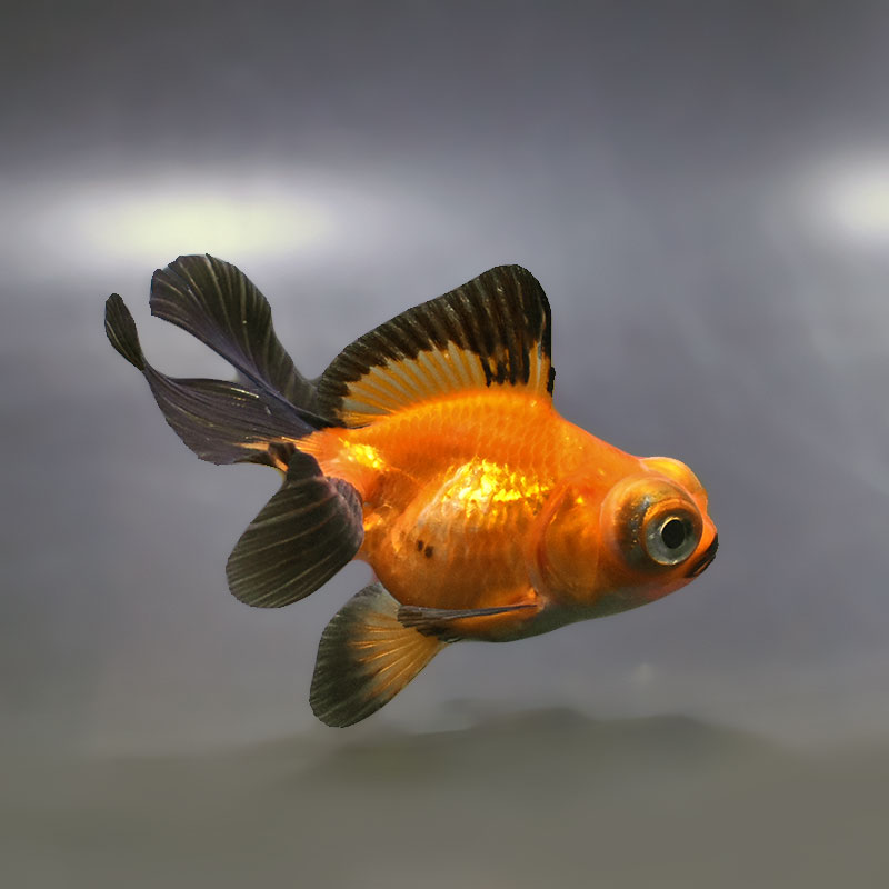 金魚王子】変わり柄蝶尾 9±1cm前後 (個体番号：xsw767) 金魚 きんぎょ