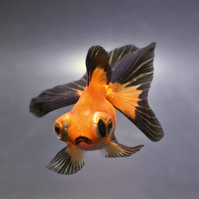 金魚王子】変わり柄蝶尾 9±1cm前後 (個体番号：xsw767) 金魚 きんぎょ