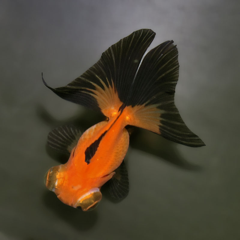 金魚王子】変わり柄蝶尾 9±1cm前後 (個体番号：xsw767) 金魚 きんぎょ