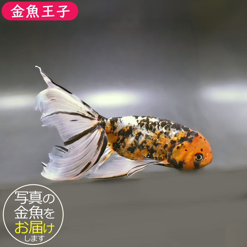金魚王子】京錦 19cm前後 (個体番号：zaq196) 金魚 きんぎょ 生体 京錦