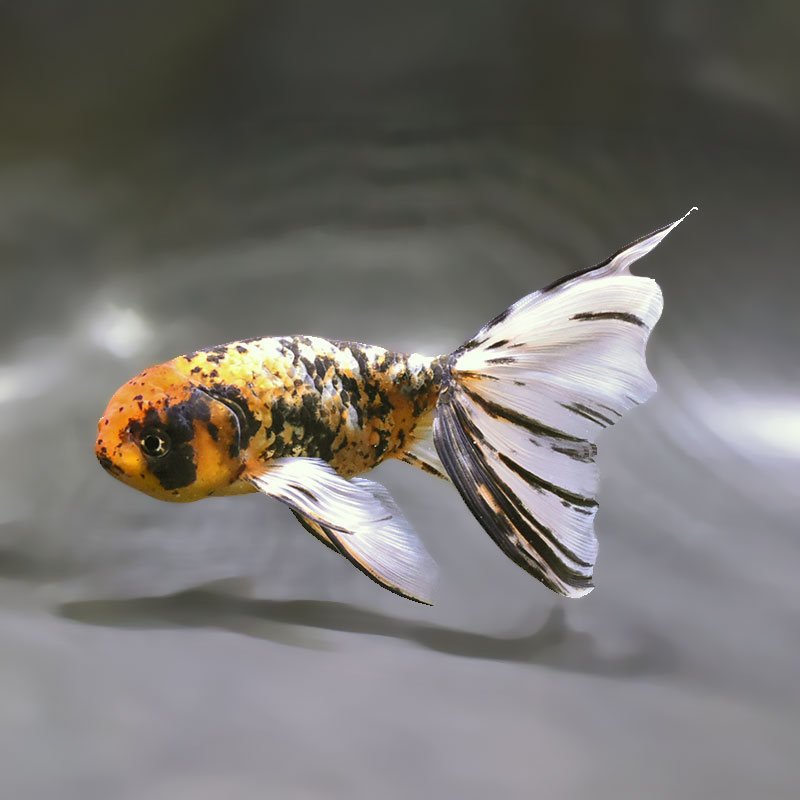 金魚王子】京錦 19cm前後 (個体番号：zaq196) 金魚 きんぎょ 生体 京錦
