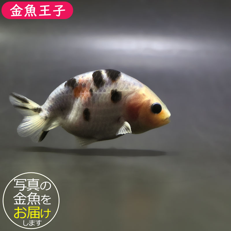 金魚王子】絣り柄江戸錦 7±1cm前後 (個体番号：zaq723) 金魚 きんぎょ