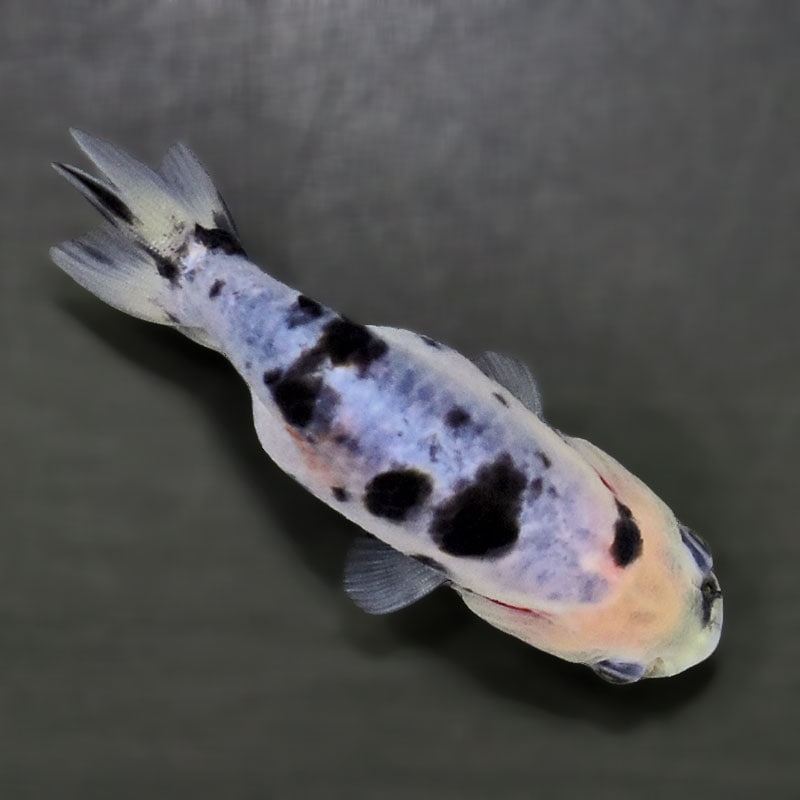 金魚王子】絣り柄江戸錦 7±1cm前後 (個体番号：zaq723) 金魚 きんぎょ