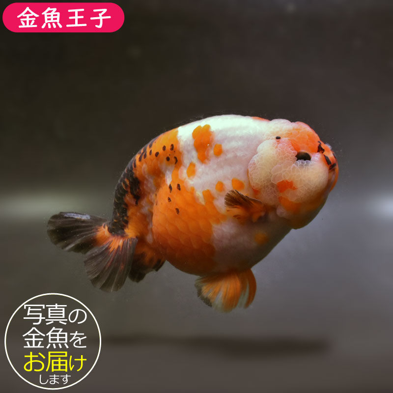 希少【金魚伝承】 金魚伝来500年記念フィギュア ノーマルコンプ１０種 希少【金魚伝承】 金魚伝来500年記念フィギュア ノーマルコンプ