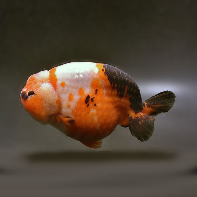 金魚王子】変わり柄らんちゅう 15cm前後 (個体番号：cde493