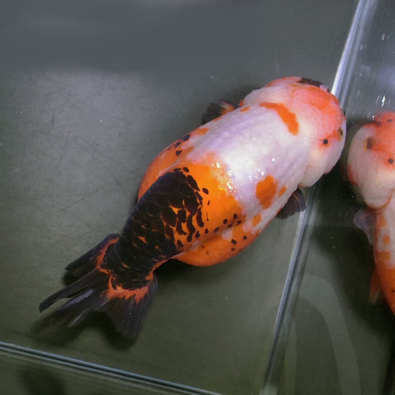 金魚王子】変わり柄らんちゅう 15cm前後 (個体番号：cde493