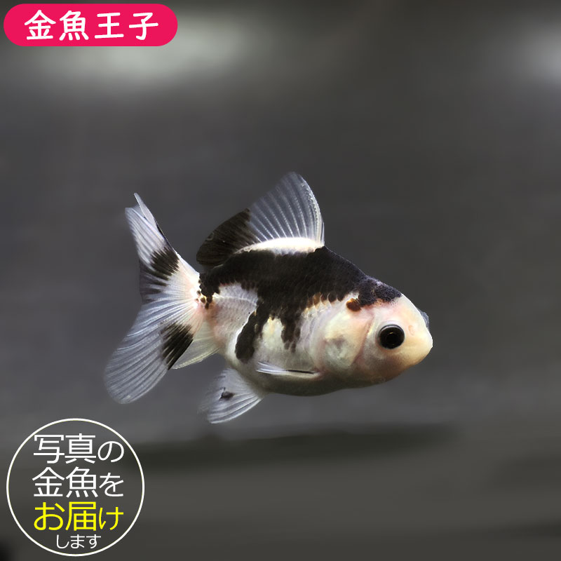 金魚王子】白黒オランダ 6.5±1cm前後 (個体番号：xsw241) 金魚