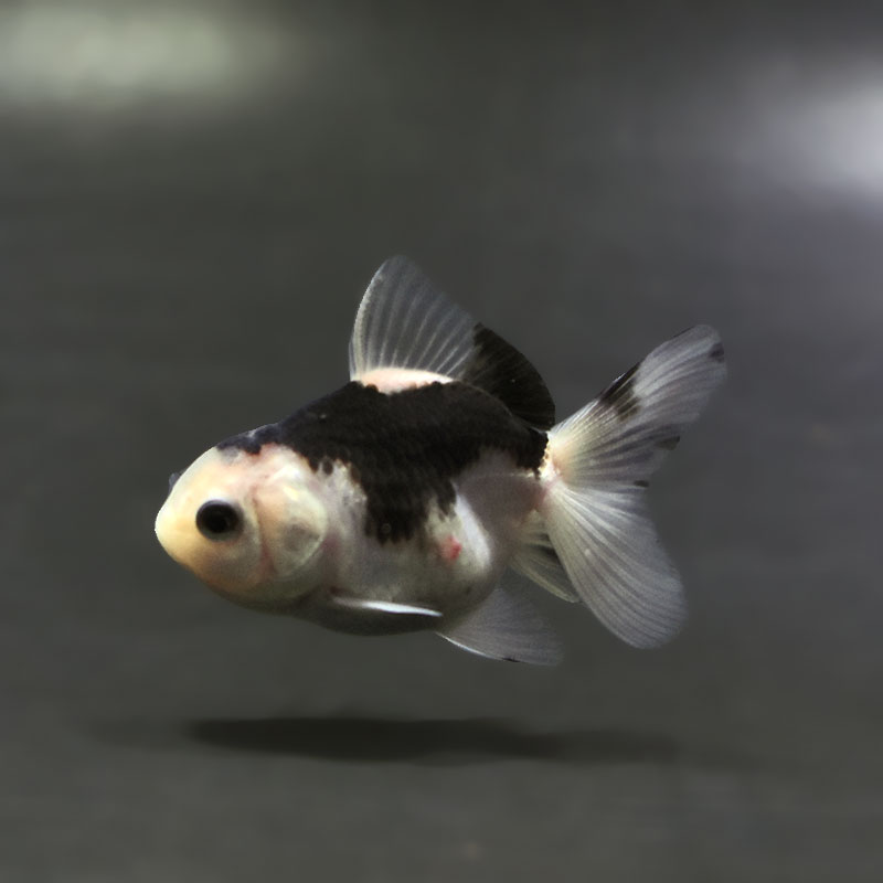 金魚【オランダ】 2026.4.10 桜オランダショートテール v-4 11cm オス 薩摩産
