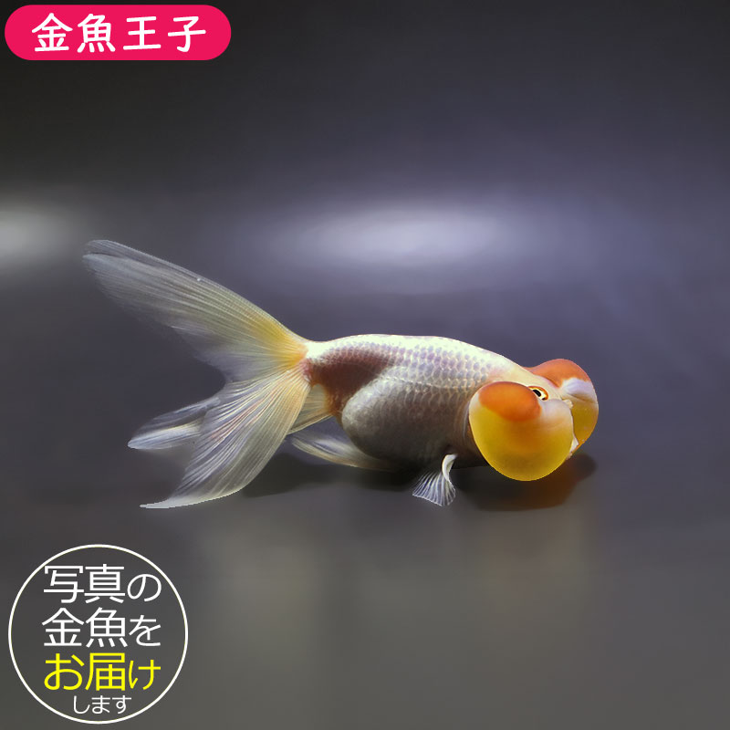 金魚王子】更紗水泡眼 12.5cm前後 (個体番号：xsw592) 金魚 きんぎょ
