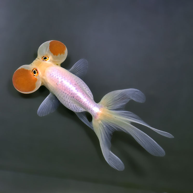 金魚王子】更紗水泡眼 12.5cm前後 (個体番号：xsw592) 金魚 きんぎょ