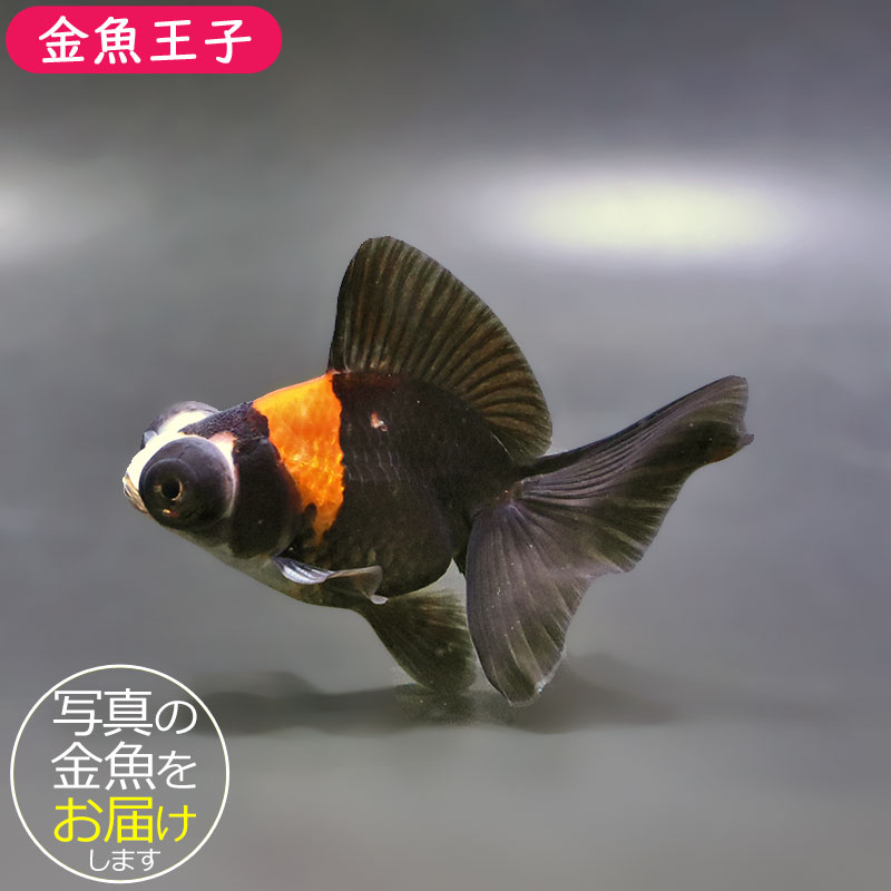 金魚王子】変わり柄蝶尾 9±1cm前後 (個体番号：xsw768) 金魚 きんぎょ