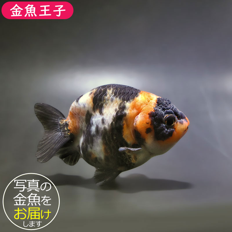 特38 金魚 (使用済み、12種完) 金魚王子】江戸錦 9±1cm前後 (個体番号：xsw932) 金魚 きんぎょ 生体