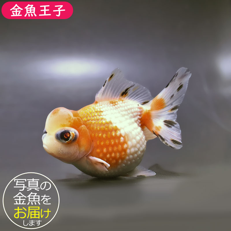 金魚王子】更紗出目高頭浜錦 10.5cm前後 (個体番号：zaq201) 金魚