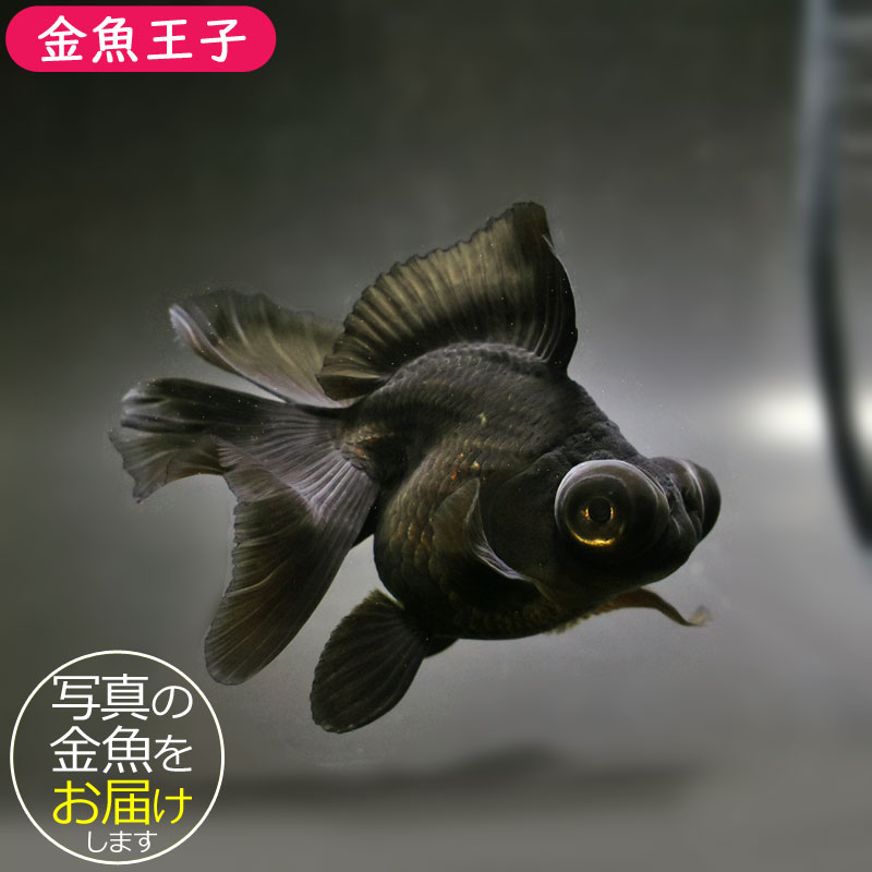 kyo-ko様 金魚王子】黒蝶尾 12cm前後 (個体番号:cde501) 金魚 きんぎょ