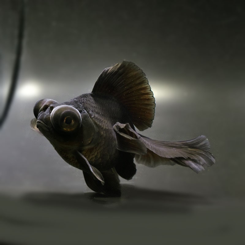 金魚王子】黒蝶尾 12cm前後 (個体番号：cde501) 金魚 きんぎょ