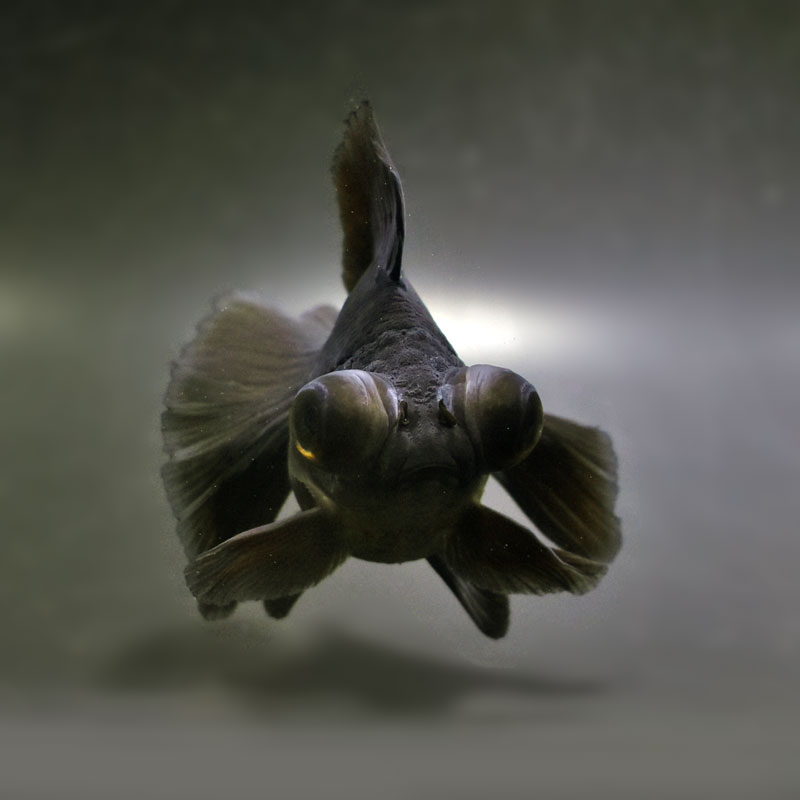 金魚王子】黒蝶尾 12cm前後 (個体番号：cde501) 金魚 きんぎょ